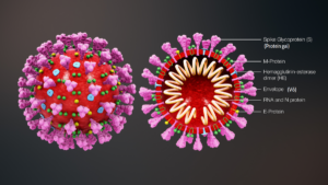 1200px 3D medical animation coronavirus structure vie